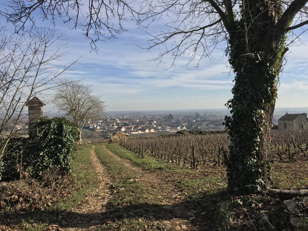 Torchio: ecco le lettere L, M e N dalla A alla Z del vino